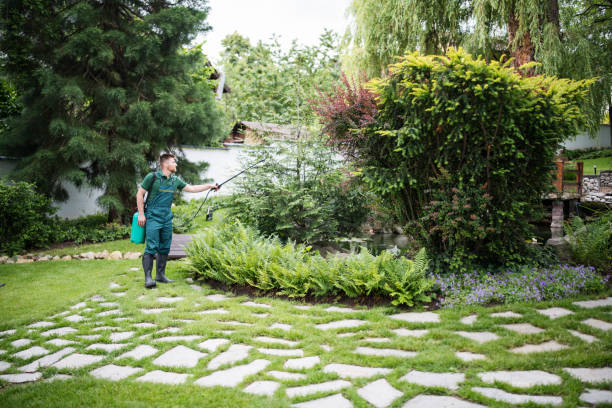 Best Termite Control Services  in Fairview, CA