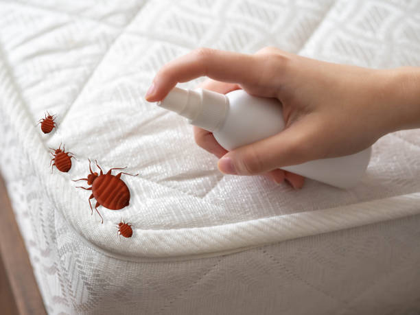 Best Spider Control Near Me  in Fairview, CA