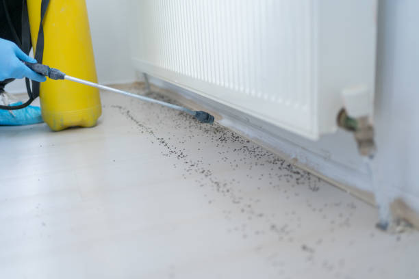 Best Pest Control for Homes  in Fairview, CA